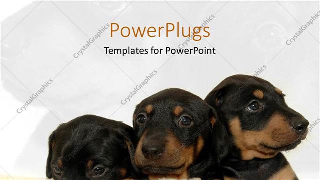  Presentation with fuzzy - Three cute black and brown puppies on fuzzy rug