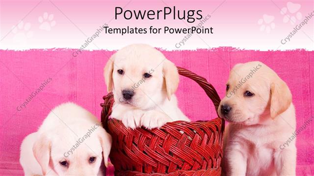  Presentation with puppy - Three fluffy puppies with one in a red basket
