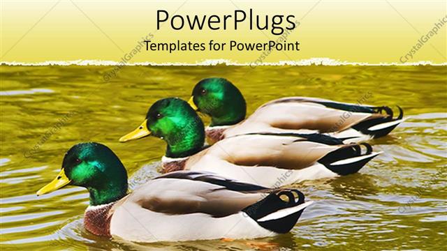  Presentation with pond - Three mallard ducks floating on pond