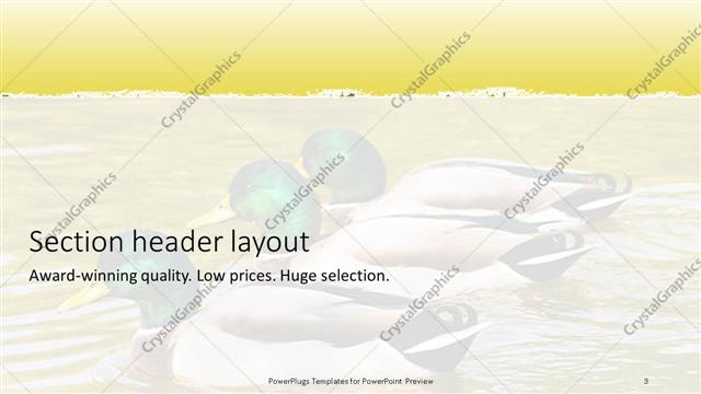 Section Header presentation slide layout