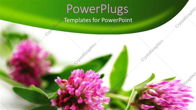  Presentation with pink green - Three pink flowers on a white and green background