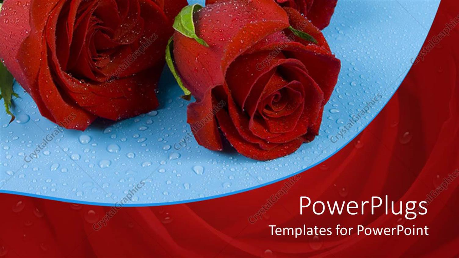 Featuring Three Red Roses with Water Rain Drops on Blue Background
