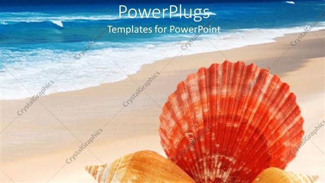  Presentation with sea shells - Three sea shells, lying on the shores of a blue sea