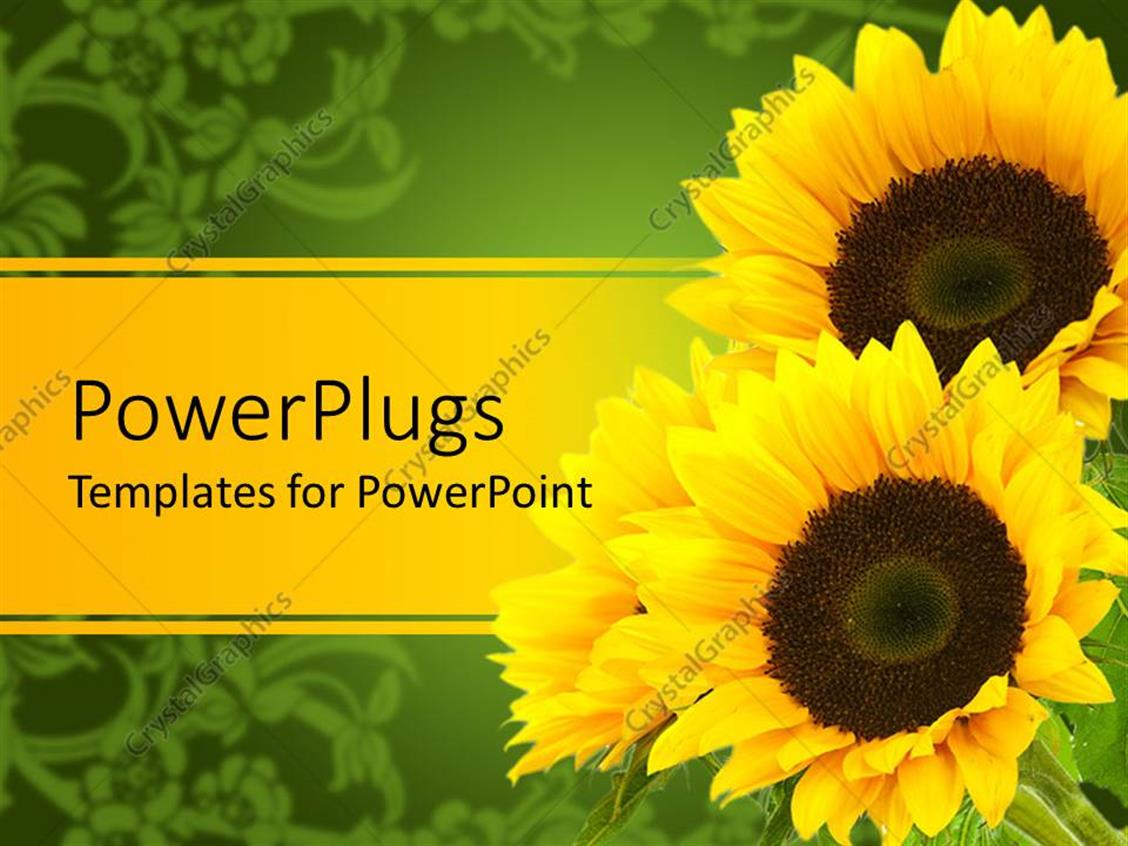 PowerPoint Template three sunflowers yellow and green background (28117)