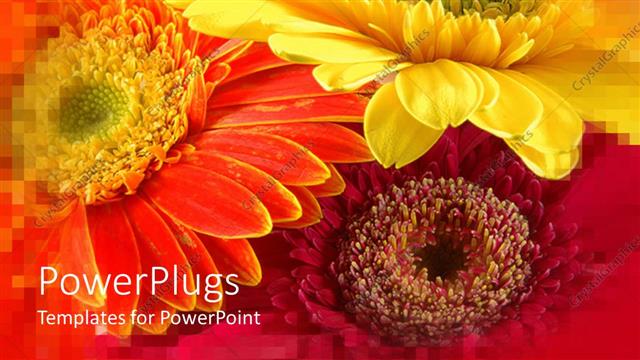  Presentation with orange colored - Three yellow Colored flowers with a blurry orange background?