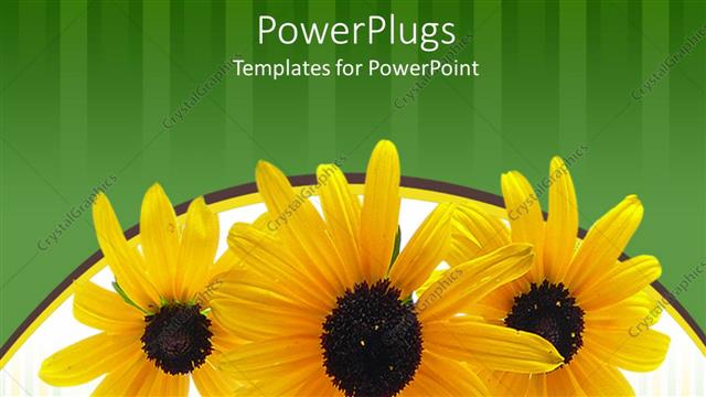  Presentation with yellow green - Three yellow flowers on green and white background