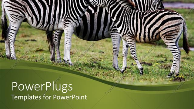  Presentation with african - Three zebras snuggling on African grassy plain