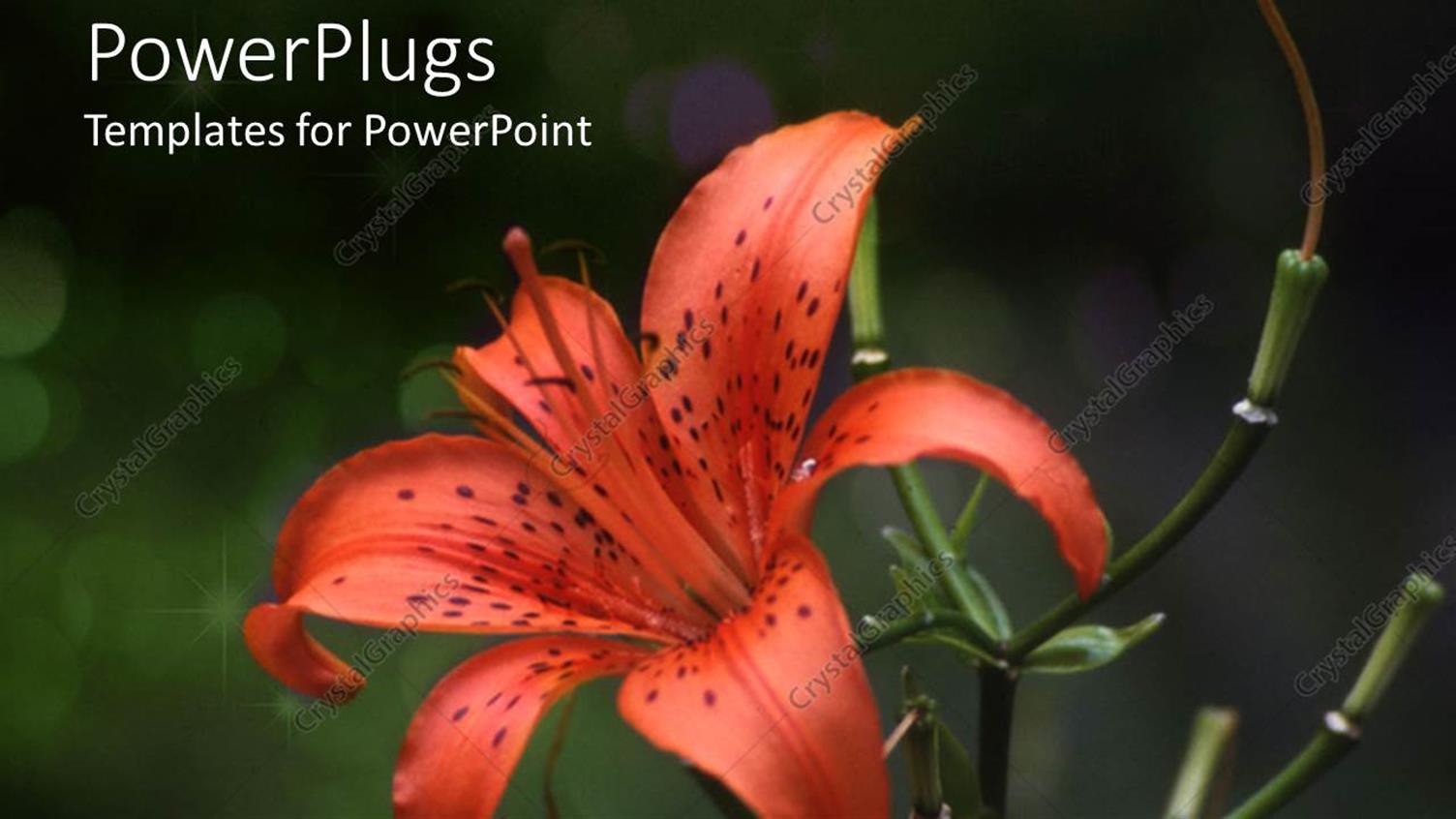 Premium Template for PowerPoint & Google Slides 