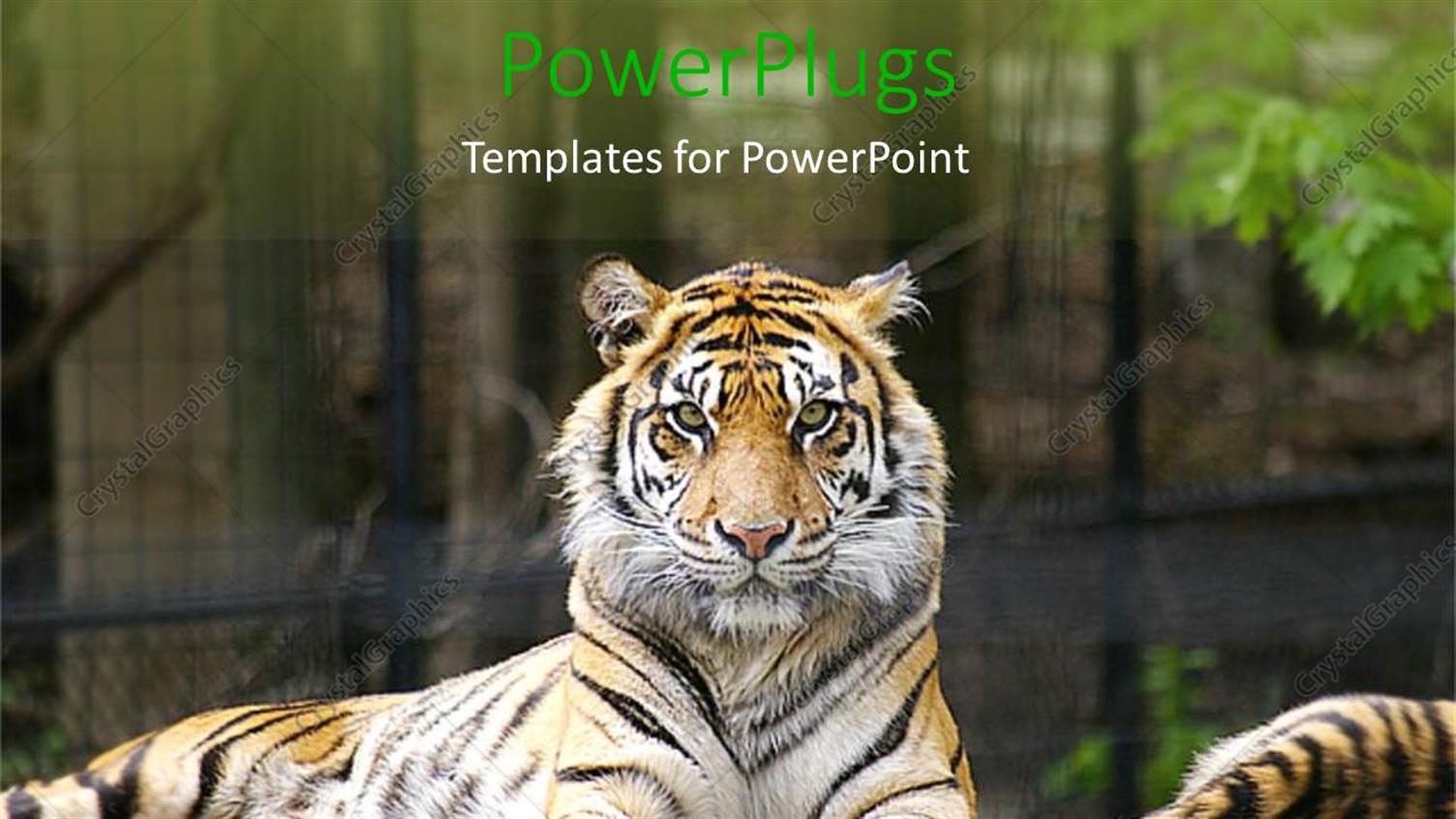 Premium Template for PowerPoint & Google Slides 