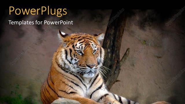  Presentation with tiger - Tiger lying on a rock on a natural background