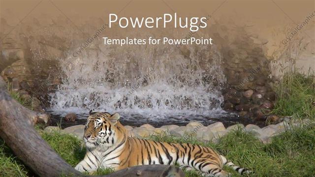  Presentation with wood log - Tiger resting on green vegetation with waterfall and log of wood