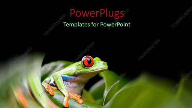 Presentation with frog - Tiny frog with large red eyes on green stem
