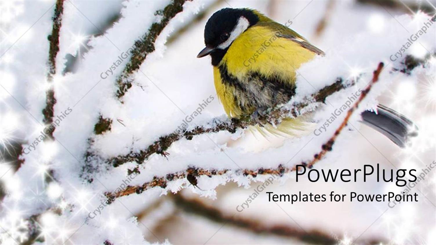 Premium Template for PowerPoint & Google Slides 