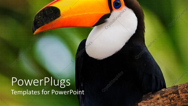  Presentation with deep - Toco Toucan in deep green vegetation