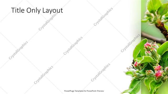 Title Only presentation slide layout