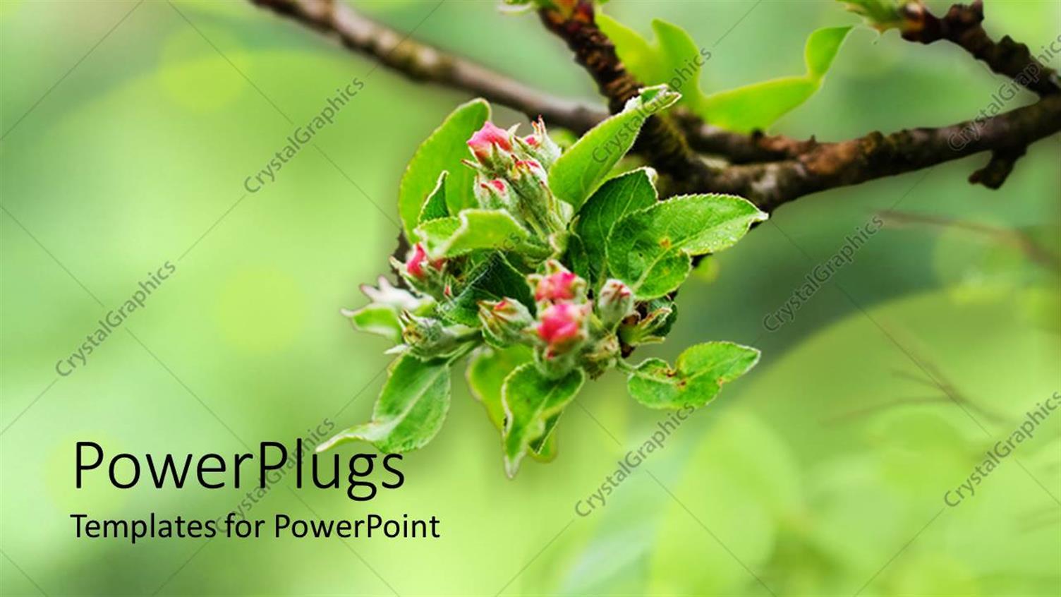 Premium Template for PowerPoint & Google Slides 