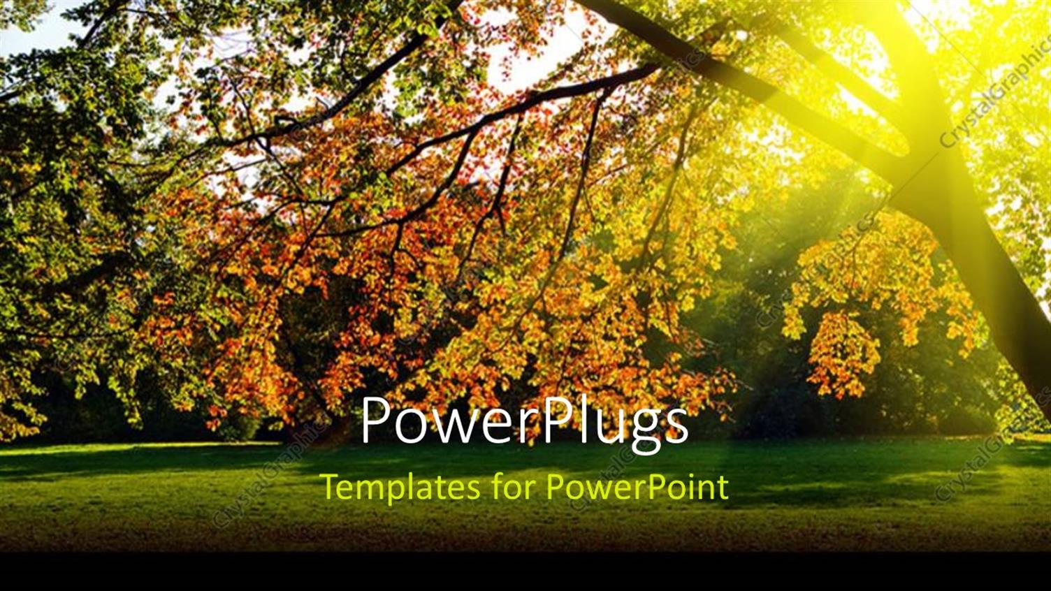Premium Template for PowerPoint & Google Slides 