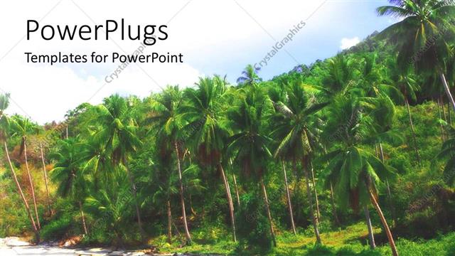  Presentation with palm - Tropical beach with sand, ocean and palm trees, travel, vacation, holiday