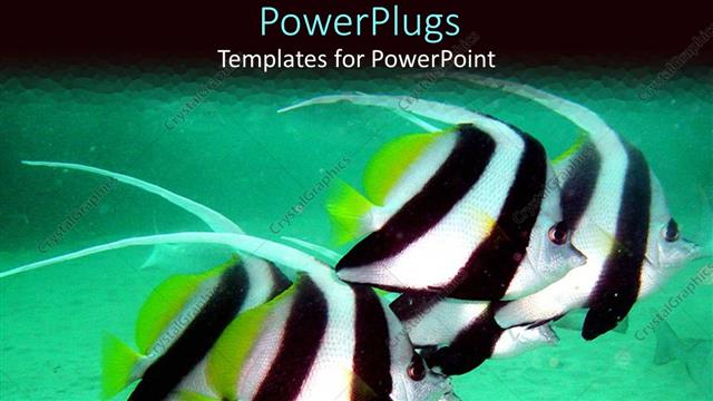  Presentation with fish aquarium - Tropical black and white fish in aquarium