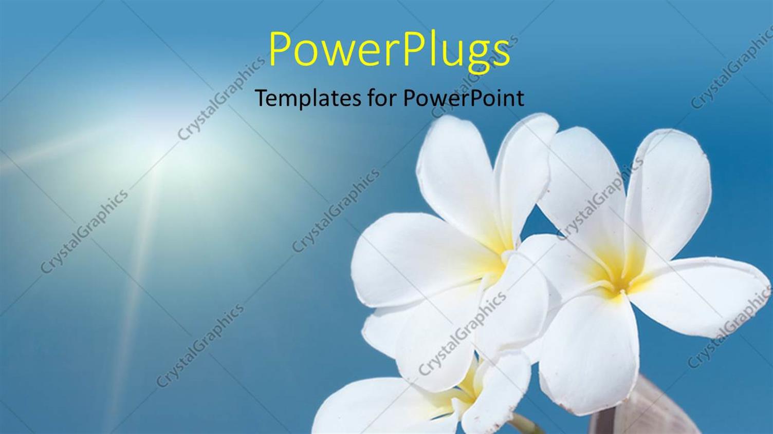 Featuring Tropical Flower Plumeria Alba and Seashell with Sea