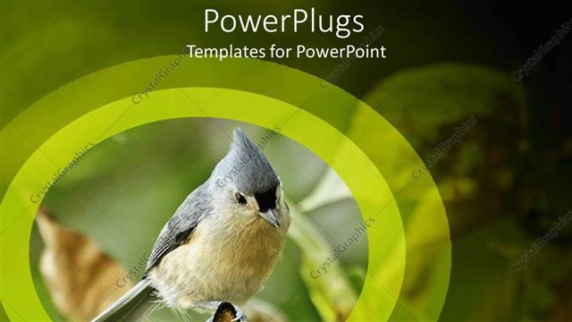  Presentation with sparrow - Tufted titmouse perch on tree branch with shades of green