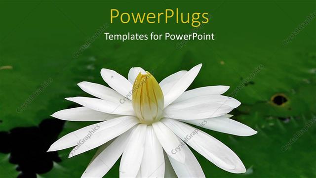  Presentation with lily flower - A tulip flower in the lake with a place for text