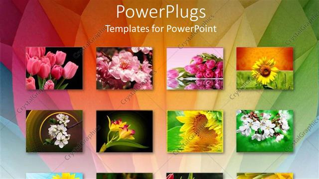  Presentation with sunflowers - Twelve depictions of flowers, pink tulips, sunflowers, white flowers, yellow, white pink and yellow flowers