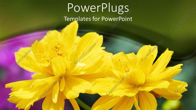  Presentation with bright yellow - Two beautiful bright yellow colored flowers in a garden