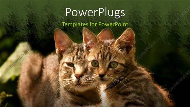  Presentation with cats - Two beautiful cats with long whiskers on green patterned background