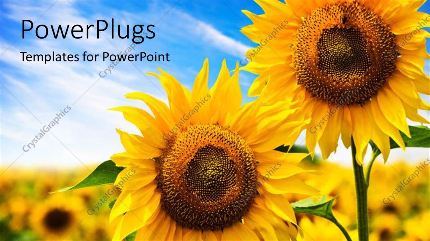 Premium Template for PowerPoint & Google Slides 