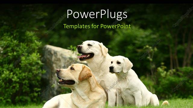  Presentation with dogs - Two big white dogs and puppy sitting in green grass