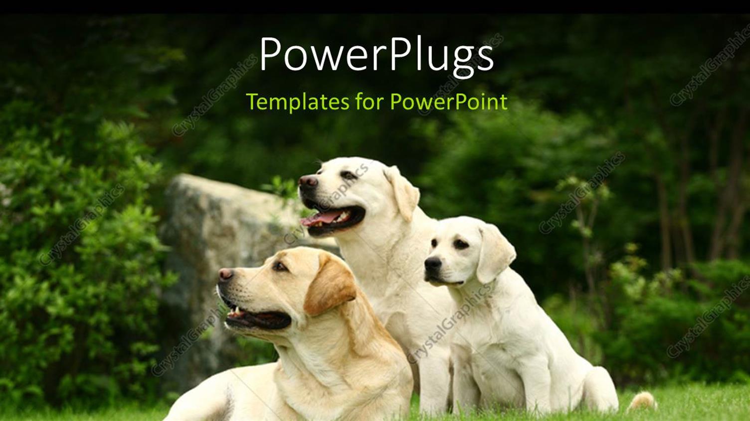 Premium Template for PowerPoint & Google Slides 