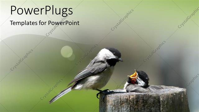  Presentation with blurr - Two birds in the wild with blurr background