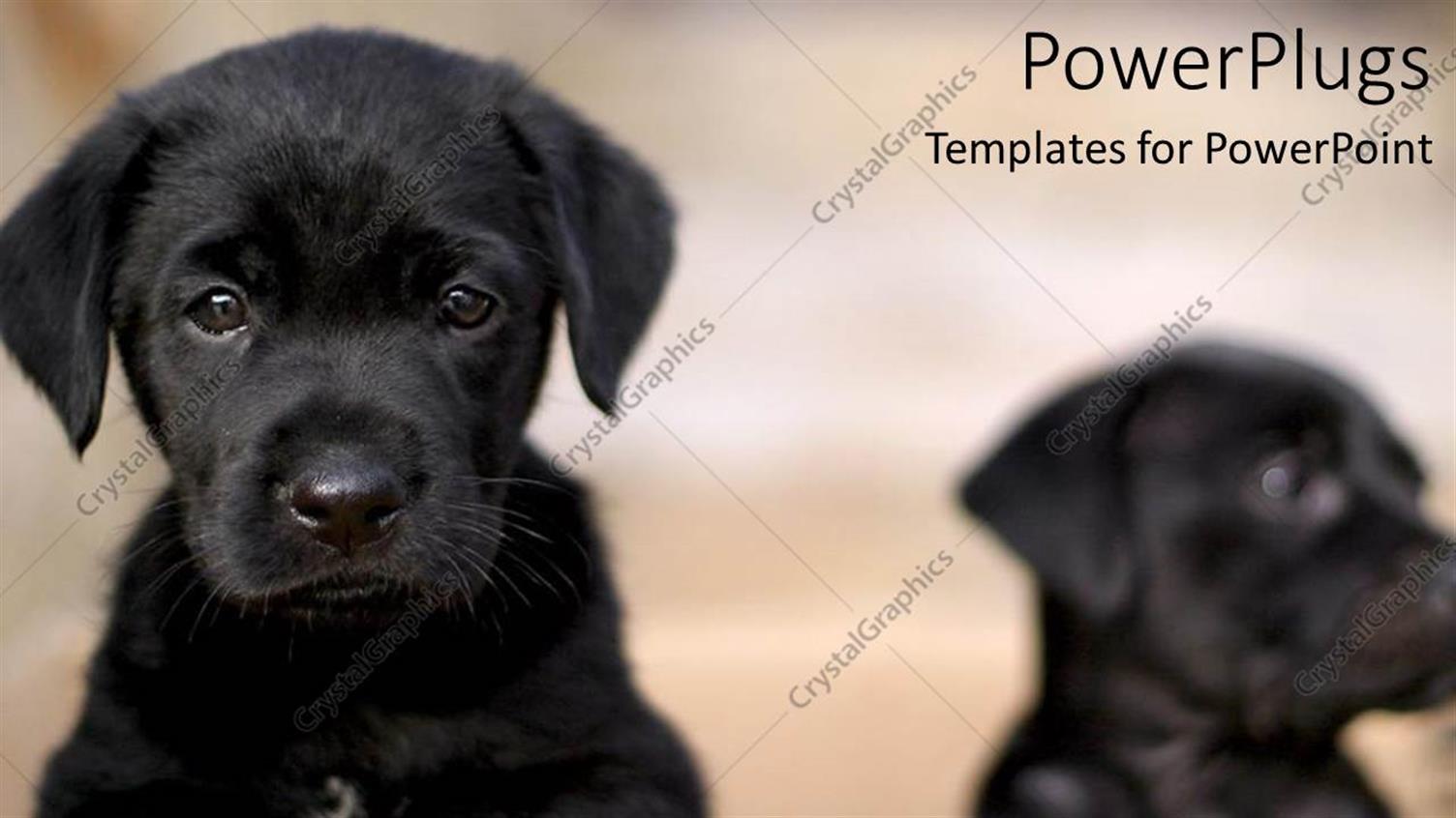 Premium Template for PowerPoint & Google Slides 