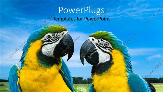  Presentation with parrots - Two blue, yellow green macaw parrots looking at each other, grass? and sky landscape background
