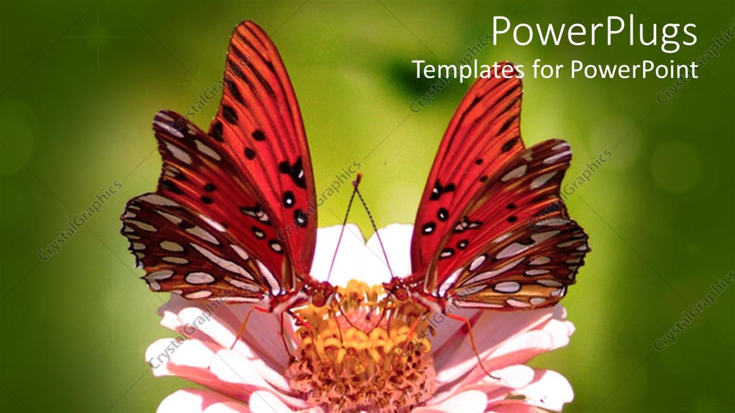 Premium Template for PowerPoint & Google Slides 