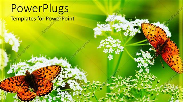  Presentation with butterflies - Two butterflies on two flowers with greenish background