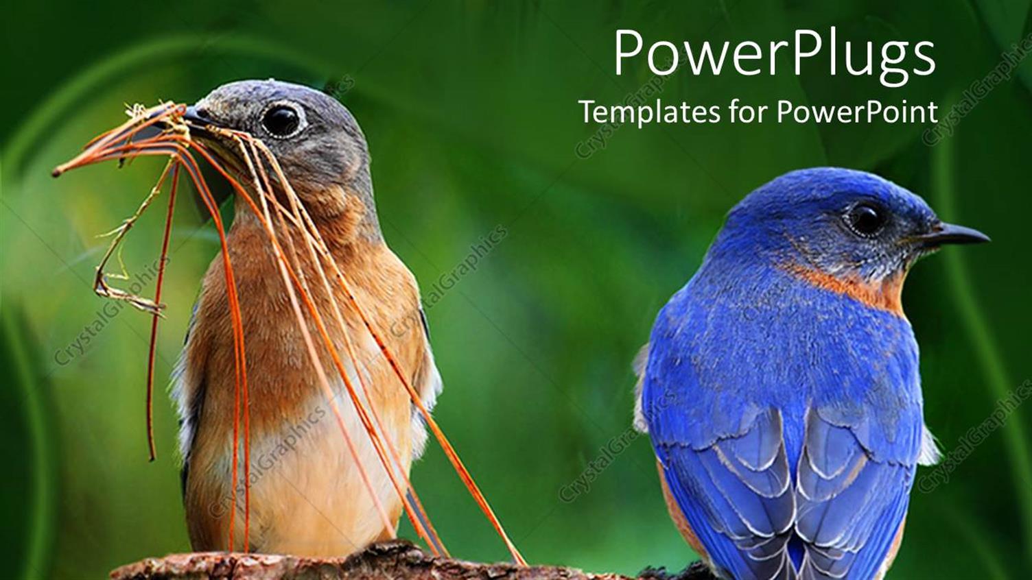 Premium Template for PowerPoint & Google Slides 