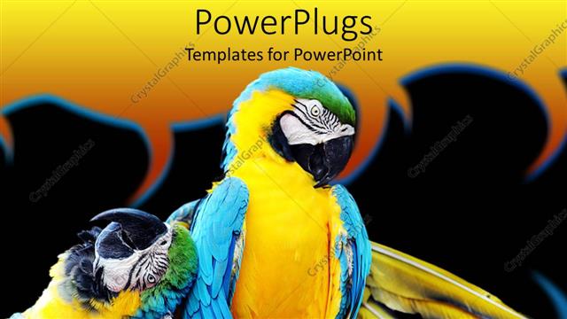  Presentation with parrots - Two colorful Macaw parrots on a black and yellow background