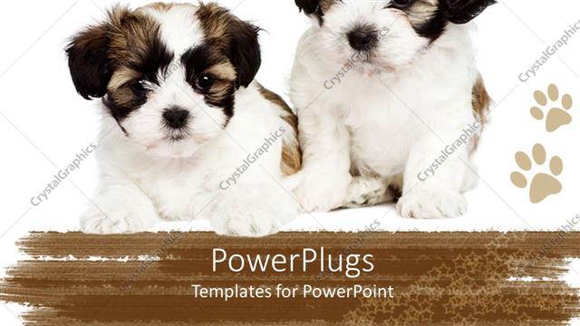  Presentation with friendship - Two cute puppies showing friendship between them
