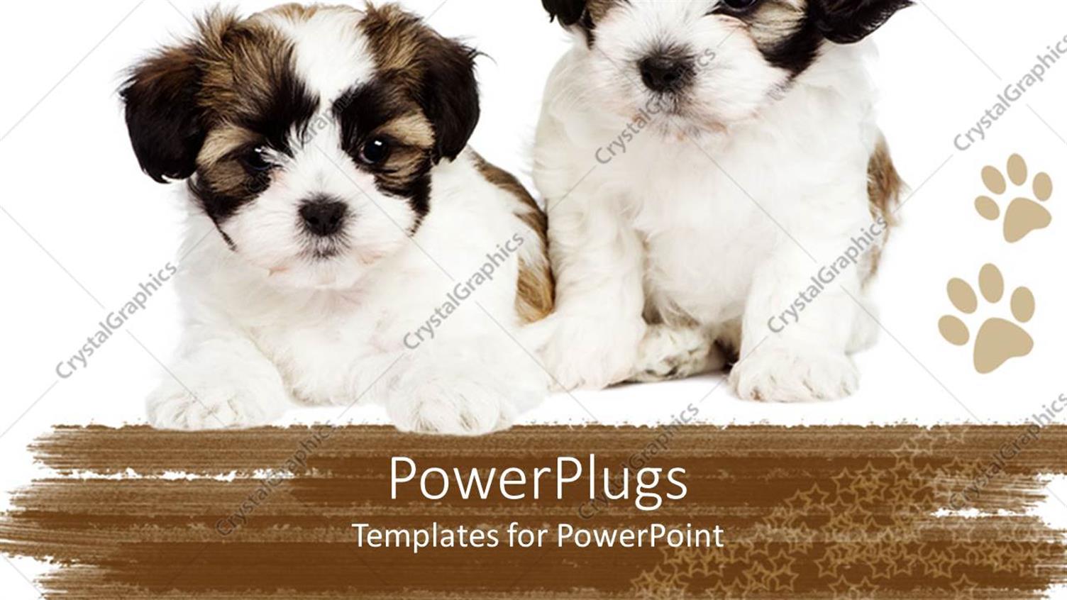 Featuring Two Cute Puppies Showing Friendship Between them