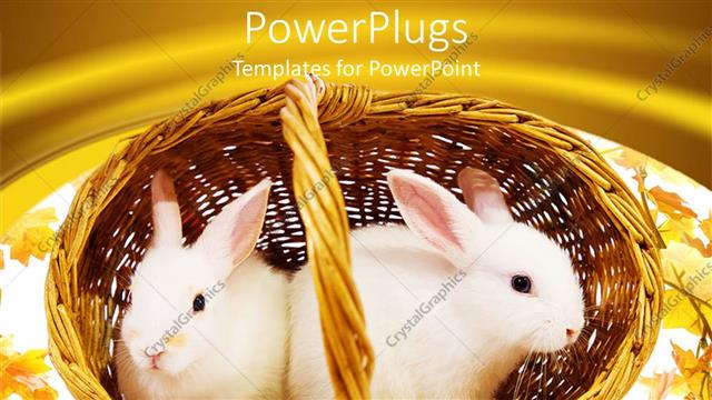  Presentation with cute - Two cute white rabbits in cane basket and yellow background