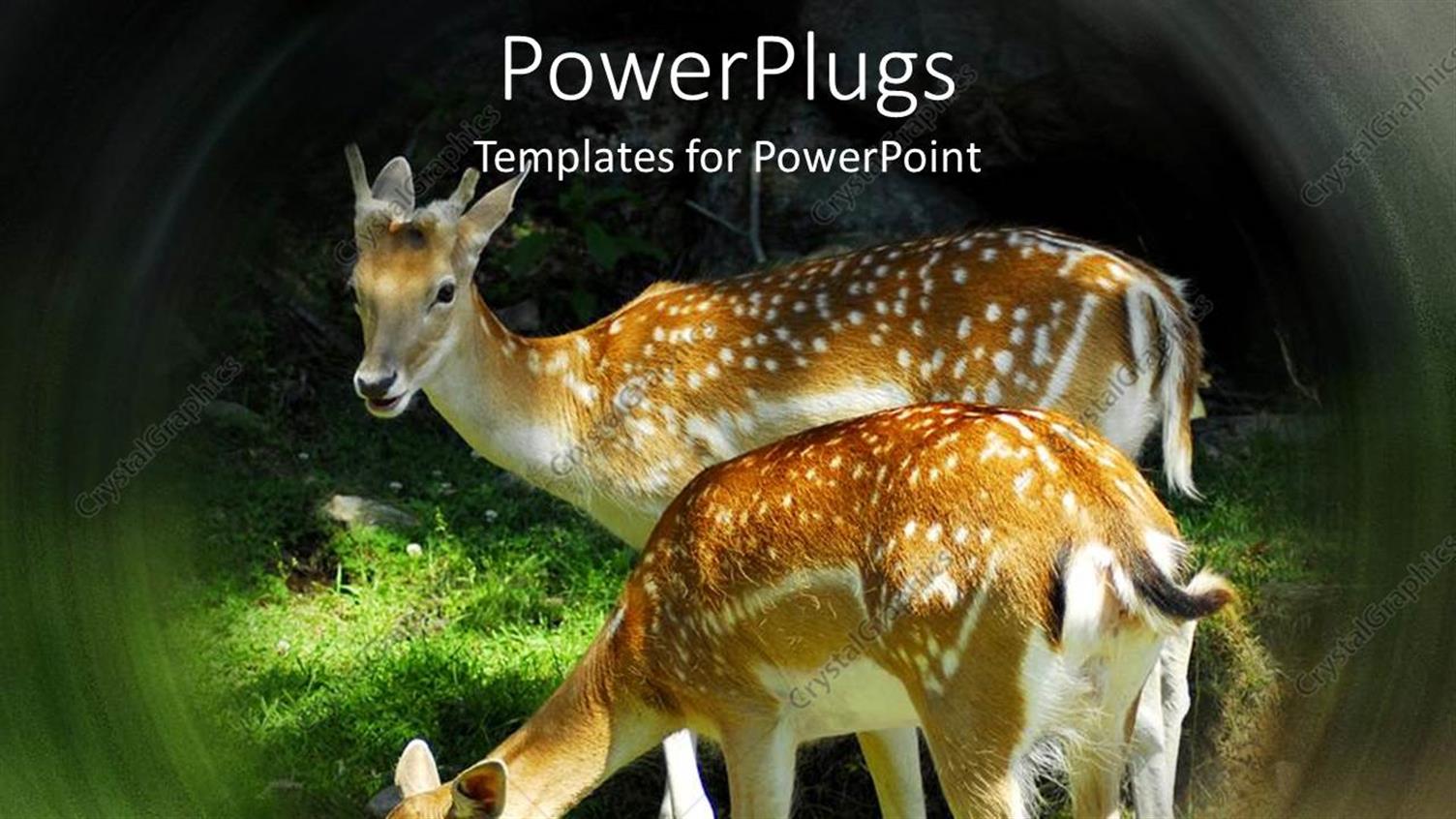 Premium Template for PowerPoint & Google Slides 