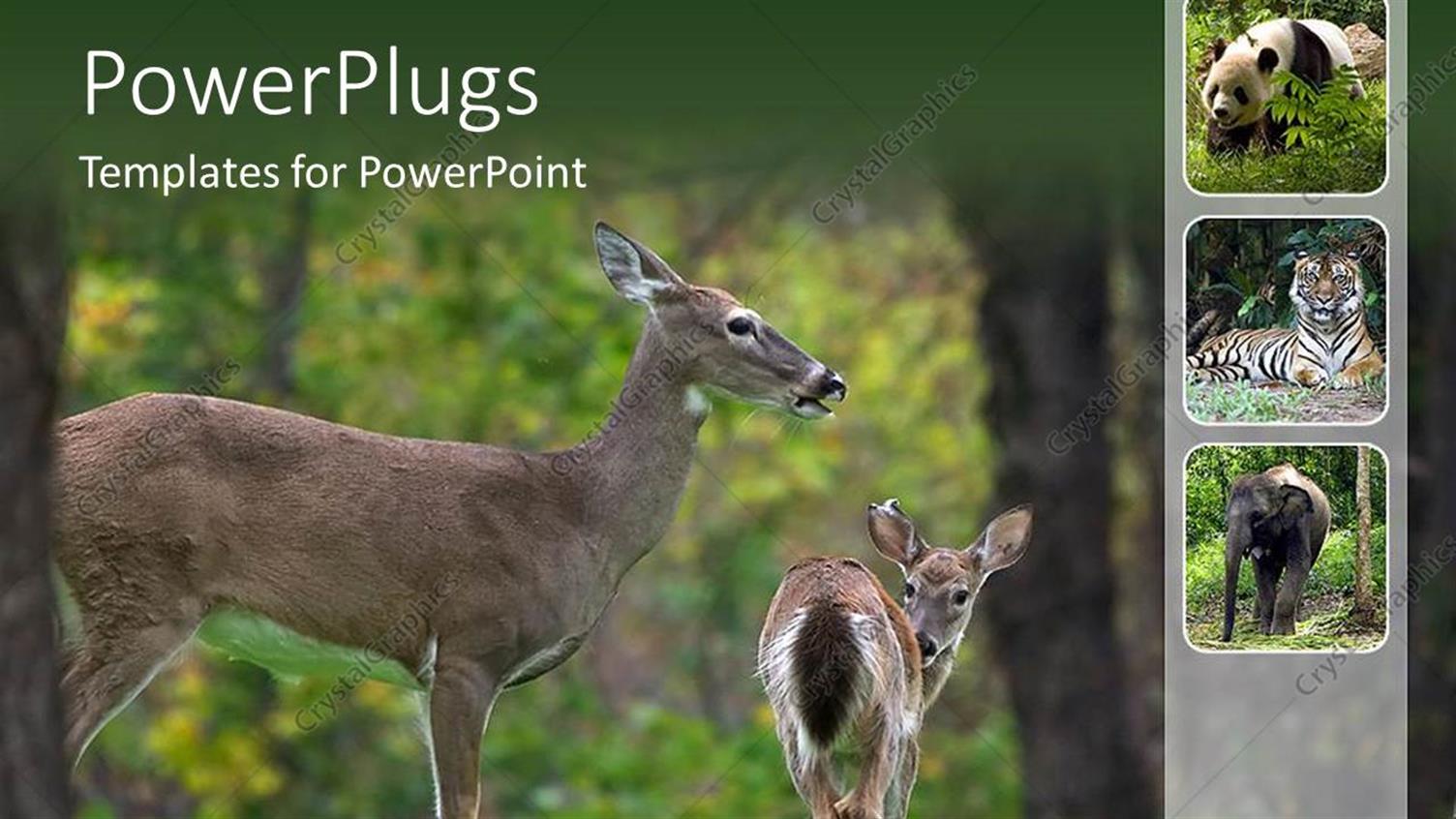 Premium Template for PowerPoint & Google Slides 