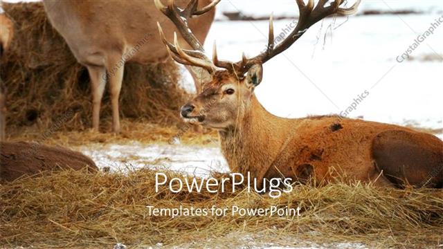  Presentation with deer - Two deer lying on a floor filled with hay