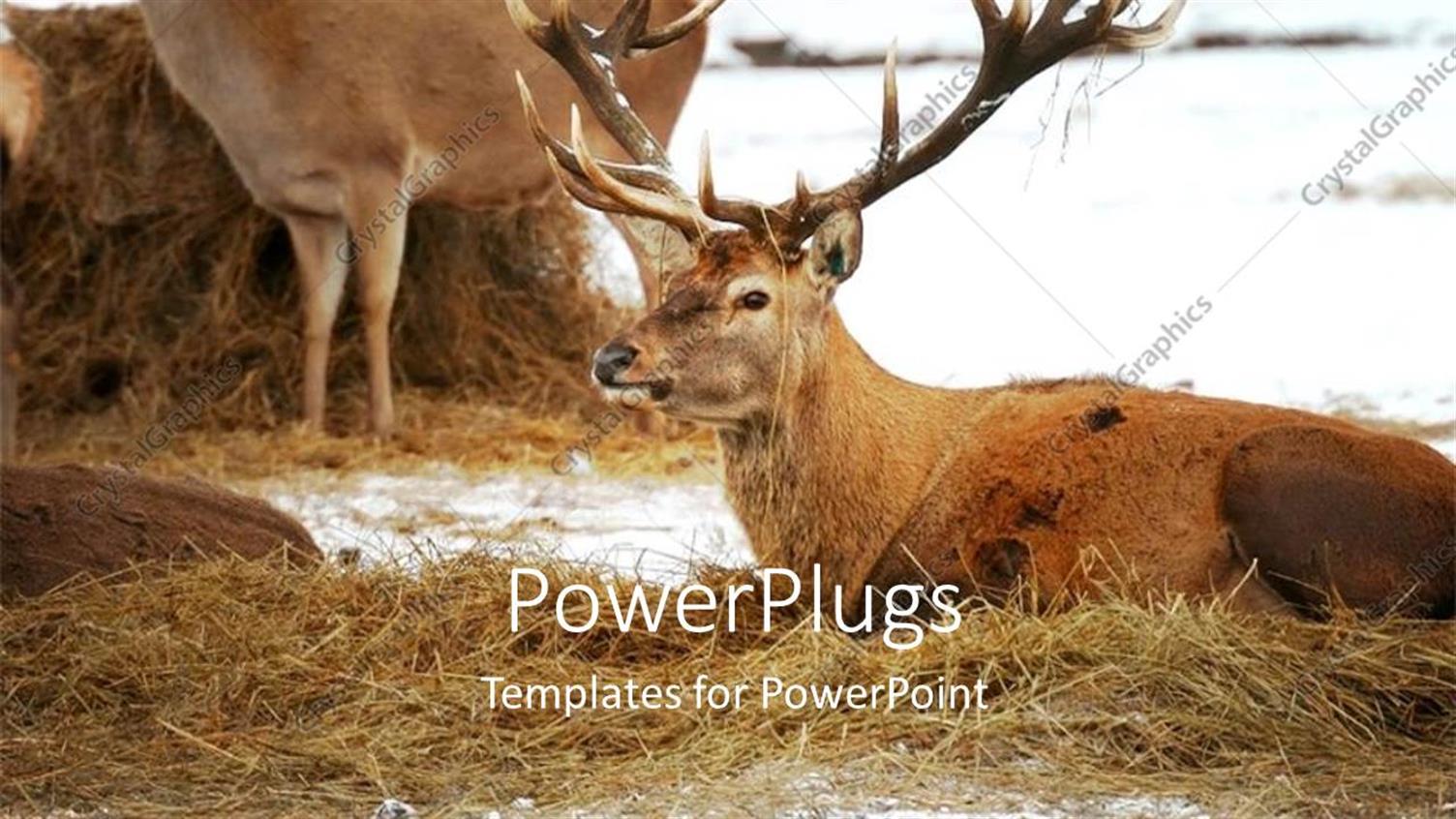 Featuring Two Deer Lying on a Floor Filled with Hay