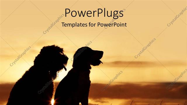  Presentation with dogs - Two dogs of different species sit in grass and watches sunset