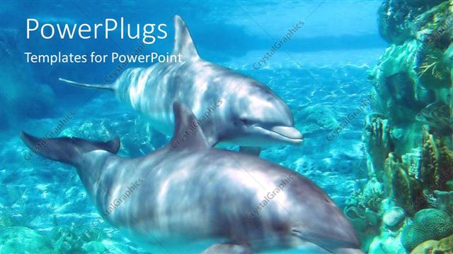  Presentation with animals - Two dolphins swimming in ocean together mates friends blue background