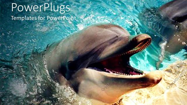  Presentation with dolphin - Two dolphins in water, and one with its mouth open