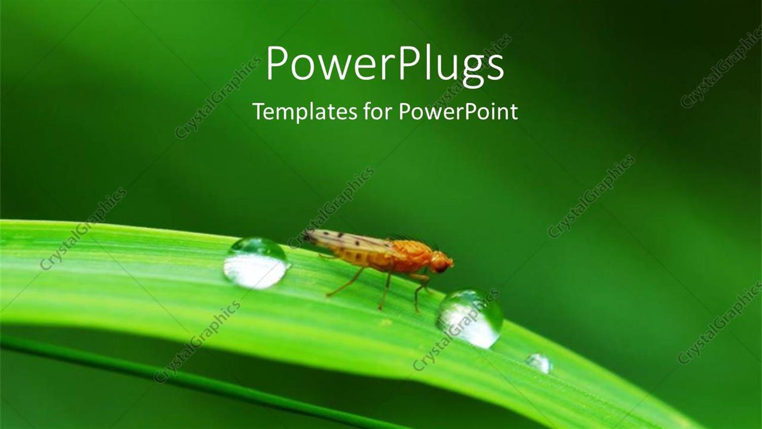 Premium Template for PowerPoint & Google Slides 